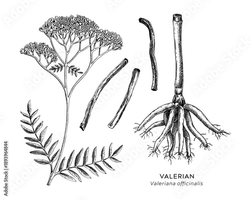 Valerian medicinal plant hand drawn vector illustrations set. Dried roots sketches for herbal medicine and natural products. Not AI generated.