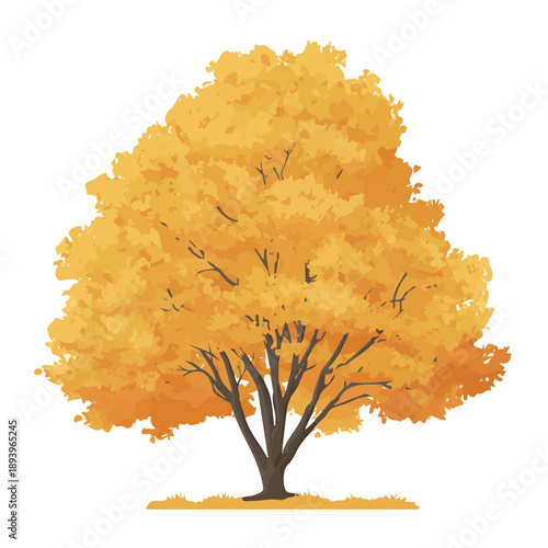 2D minimalist flat vector of a Beech Tree, contemporary clean design isolated on white.