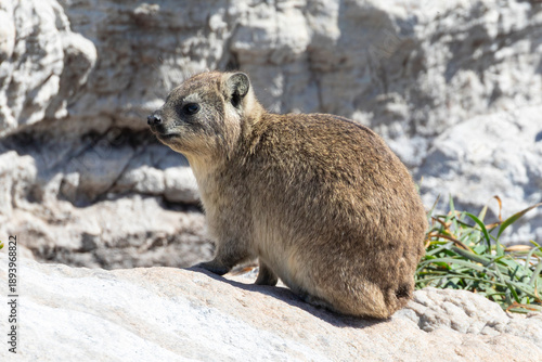 Cape Hyrax, Rock Rabbit, Rock Hyrax, Dassie (Procavia capensis) Stony Point Nature Reserve, Betty's Bay, South Africa