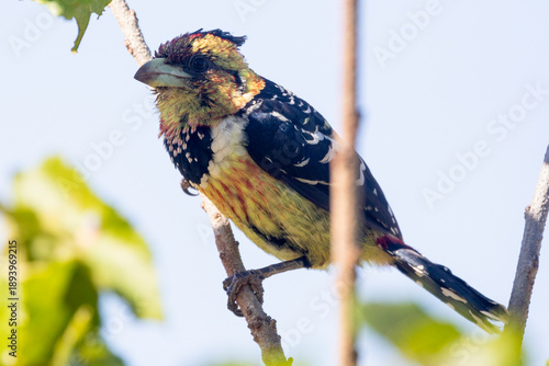 Crested Barbet (Trachyphonus vaillantii) aka Clown Bird Limpopo, South Africa