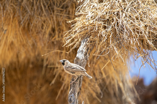 Sociable Weaver (Philetairus socius) Kalahari, Northern Cape, South Africa breeding pair at the communal nest, colonial nest