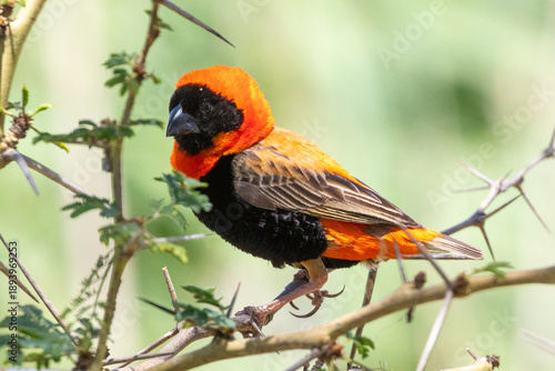 Breeding male Southern Red Bishop (Euplectes orix) perched in a Fever Tree, Western Cape, South Africa
