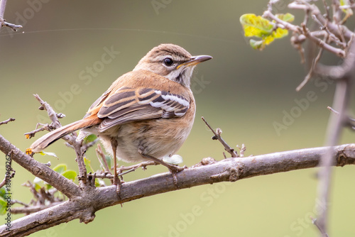 White-browed Scrub-robin (Cercotrichas leucophrys) perched in bush, Limpopo, South Africa