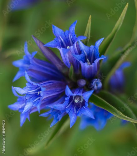 Gentian Flowers in Carpathian Meadow, Ukraine