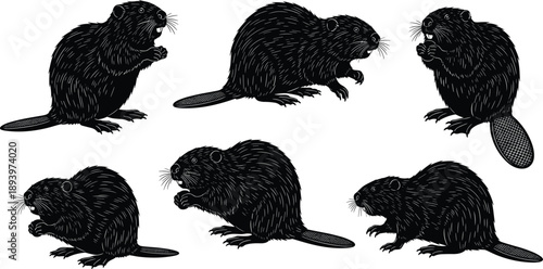 Beaver silhouette collection showing wild aquatic rodents in multiple poses, detailed black vector wildlife illustrations isolated on white background