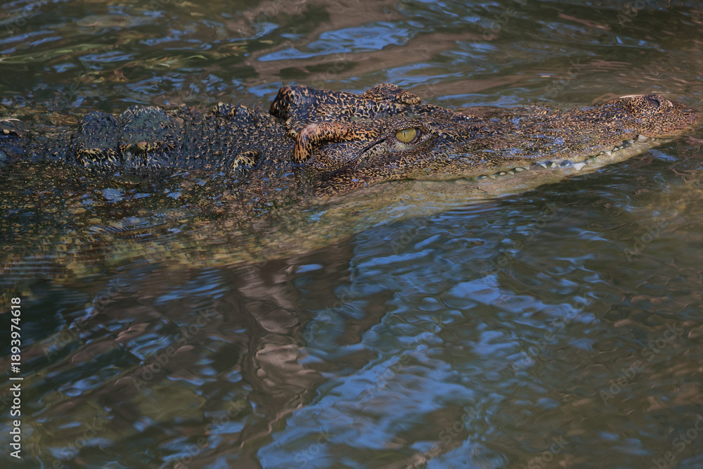 Fototapeta premium The crocodile is show head in the river