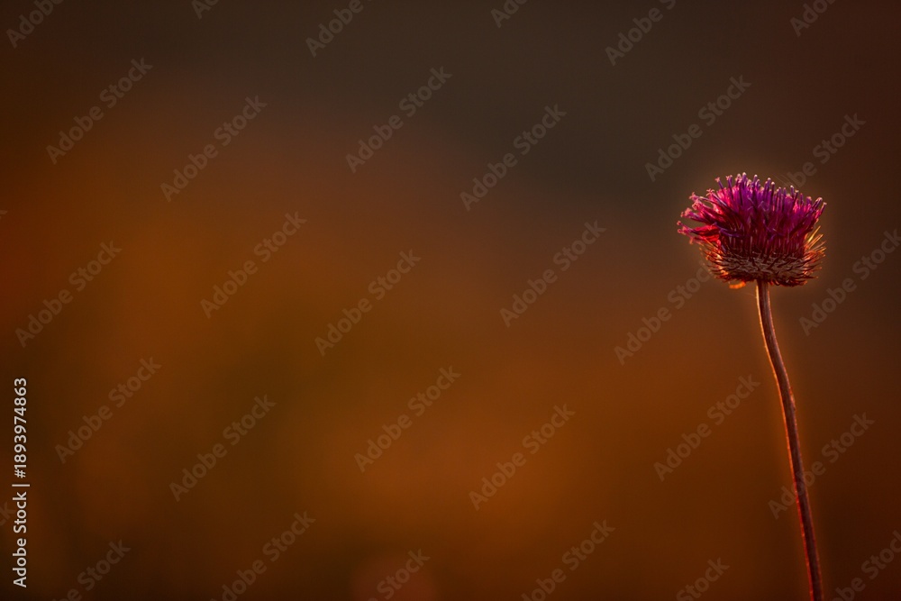 Fototapeta premium Sunset wild flowers in field. wildflowers in sunlight