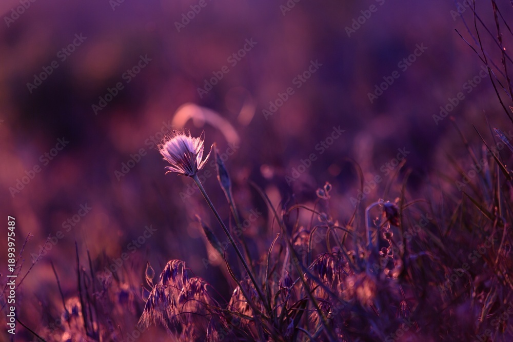 Fototapeta premium Sunset wild flowers in field. Dandelion in sunlight