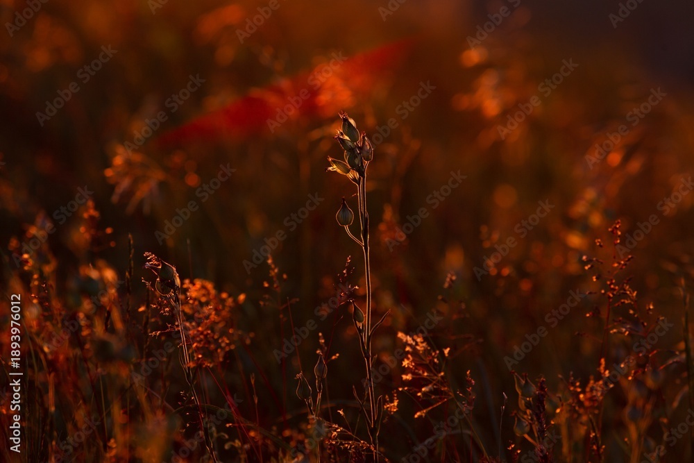 Obraz premium Sunset field grass in mountain. Nature landscape background.