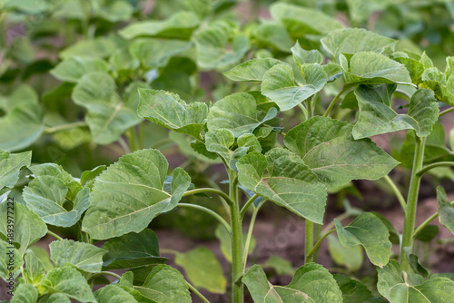 Wallpaper Mural rows of young, green, powerful sunflowers, clean from diseases, weeds, and insects, against the sky Torontodigital.ca