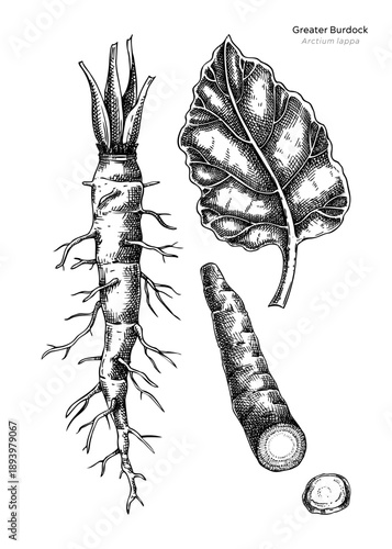 Hand drawn burdock vector illustrations. Root vegetable sketch. Medicinal plant, dried root, leaf drawings for herbal medicine or food packaging design. NOT AI generated