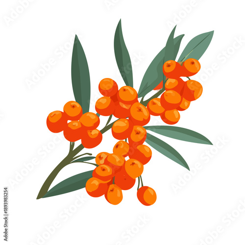 Sea Buckthorn flat vector illustration in a modern and simple 2D style, placed on a white background.