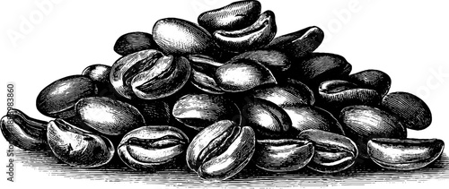 Vintage botanical study of roasted coffee beans from 19th century engraving