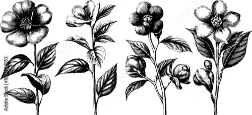 Vintage botanical engraving with coffered ceiling pattern detail for design and decor