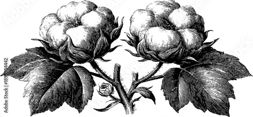 Vintage botanical study of open cotton seed boll - 19th century engraving for retro design