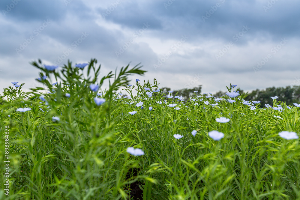 Obraz premium Flax blooms. Green flax field in summer Sunny day. Agriculture, the cultivation of flax. 
