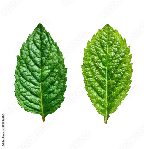 Close-up of two vibrant mint leaves