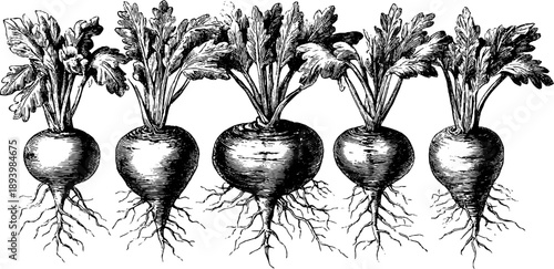 Vintage botanical study of crop root systems in 19th century engraving for educational use