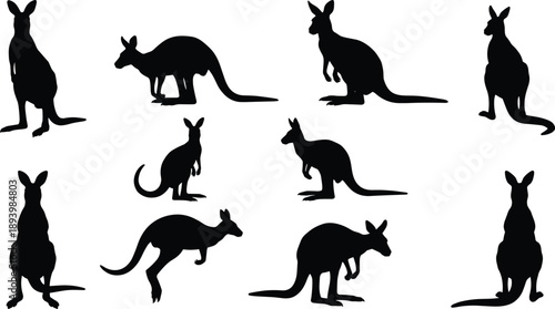 Kangaroo silhouettes collection isolated on white background, black marsupial shapes in standing, jumping and resting poses, Australian wildlife illustration