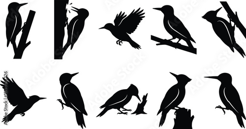 Woodpecker bird silhouette set showing flying and perched poses, black isolated wildlife figures for nature illustration, logo design, education, and branding projects