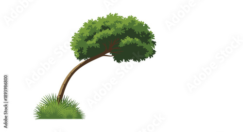 Lone windswept tree with a curved brown trunk and lush green foliage standing on a small patch of grass over white.