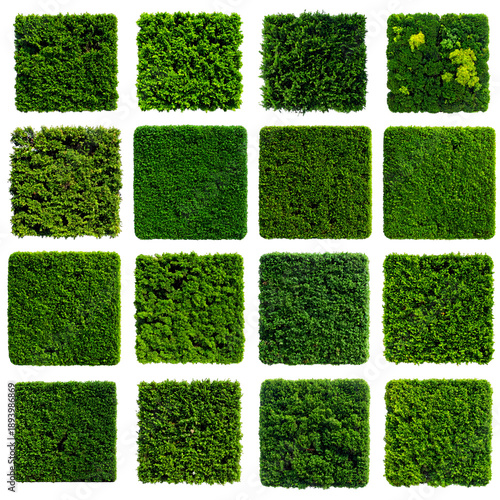 Sixteen green squares, each showing differing patterns and textures of foliage
