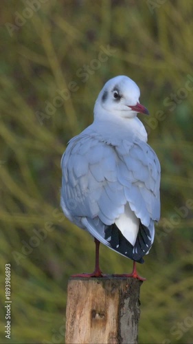 Black Headed Gull (Chroicocephalus ridibundus) in winter plumage, perched on a fence post. January, Kent, UK [Half speed] Vertical