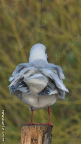 Black Headed Gull (Chroicocephalus ridibundus) in winter plumage, perched on a fence post, ruffling its feathers. January, Kent, UK [Slow motion x4] Vertical