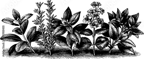 Culinary herb bouquet botanical vintage design for kitchen decor