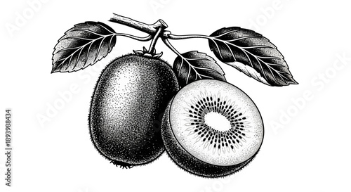 Detailed vintage illustration of a whole kiwi fruit and a slice showing its seeds and flesh.