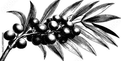 Vintage botanical illustration of date palm branch with fruit clusters