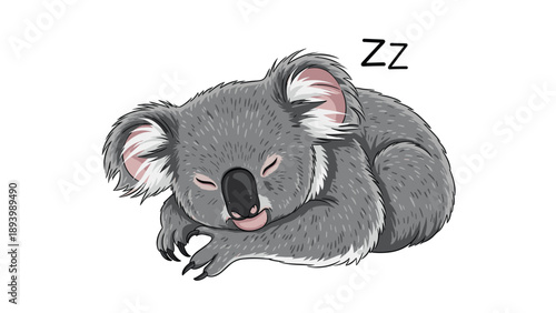 Cuddly koala bear sleeping peacefully curled up in a ball with closed eyes on a clean white background illustration.
