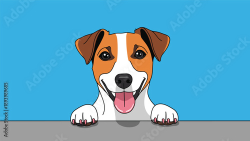 Happy Jack Russell terrier puppy peeking over a grey surface against a bright blue background looking very friendly.
