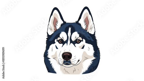 Close up portrait of a handsome Siberian husky with striking blue and white fur looking directly forward at camera.