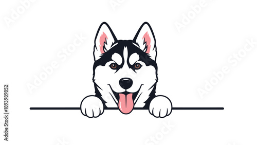 Handsome Siberian husky peeking over a black horizontal line with a happy expression and tongue out on white space.
