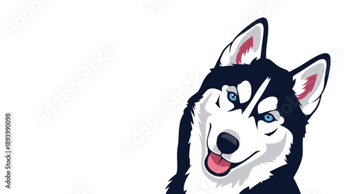 Cheerful siberian husky dog peeking from the side with a happy expression and bright blue eyes on white background.