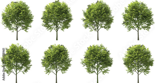 Set of eight realistic green deciduous tree illustrations with lush summer foliage isolated on white background for architectural visualization and garden landscape design graphics