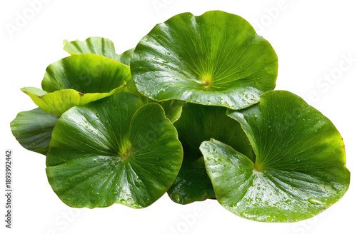 Close-up of vibrant green, circular leaves
