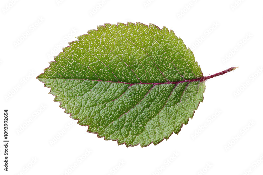 Fototapeta premium Close-up of a single, vibrant green leaf with a delicate, serrated edge. 