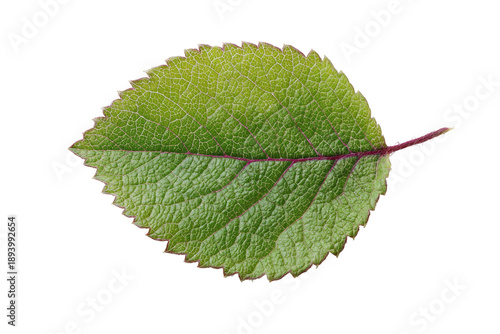 Close-up of a single, vibrant green leaf with a delicate, serrated edge.  