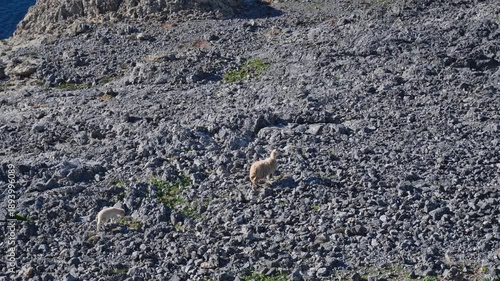 Sheep grazing on rocky hillside near Lindos on Rhodes island in Greece