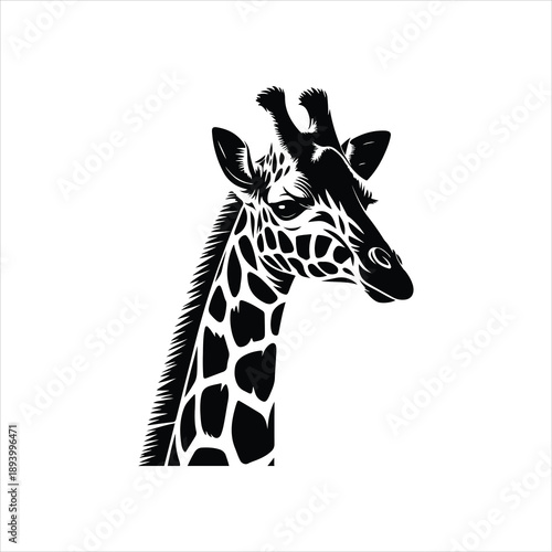 giraffe isolated on white, giraffe head isolated, giraffe isolated on white background.