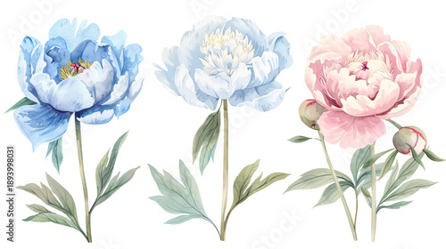 Set of delicate peonies and flower buds in watercolor style with soft colors. Elegant floral clipart set isolated on a transparent background for aesthetic scrapbooking and bridal stationery.