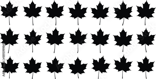 Maple, Leaf, Leaves, Silhouette, Pattern, Autumn, Fall, Nature, Botanical, Foliage, Canada, Symbol, Seasonal, Vector, Black, White, Background, Repeating, Decoration, Minimal