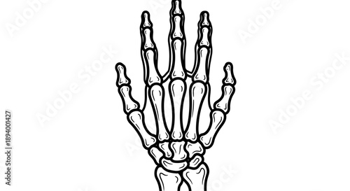Open Palm Skeleton Hand Anatomy Illustration