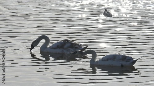 Mute Swan (Cygnus olor) juveniles drinking from a lake, among ducks. Backlit. January, Kent, UK [Half speed] 