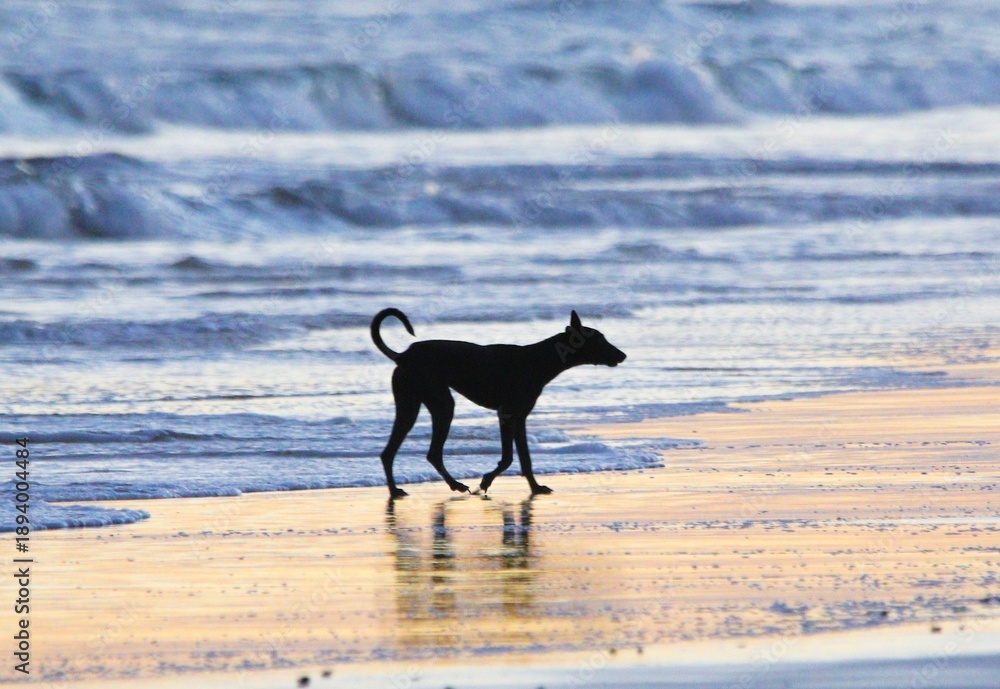 Fototapeta premium Dog At Beach