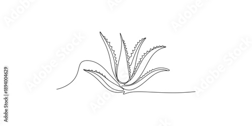 Minimalist continuous line drawing of an aloe vera plant for a simple logo design or decorative element