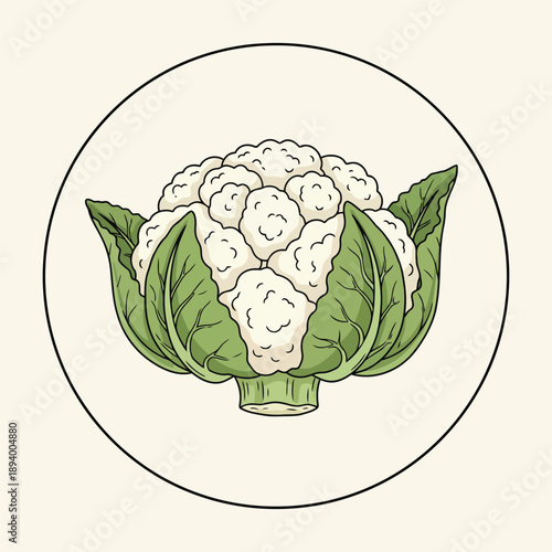 Cauliflower Vegetable Vector Illustration Isolated on White