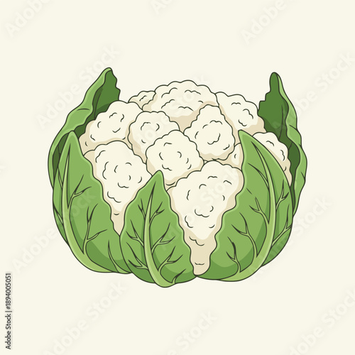 Organic Cauliflower with Leaves Vector Illustration